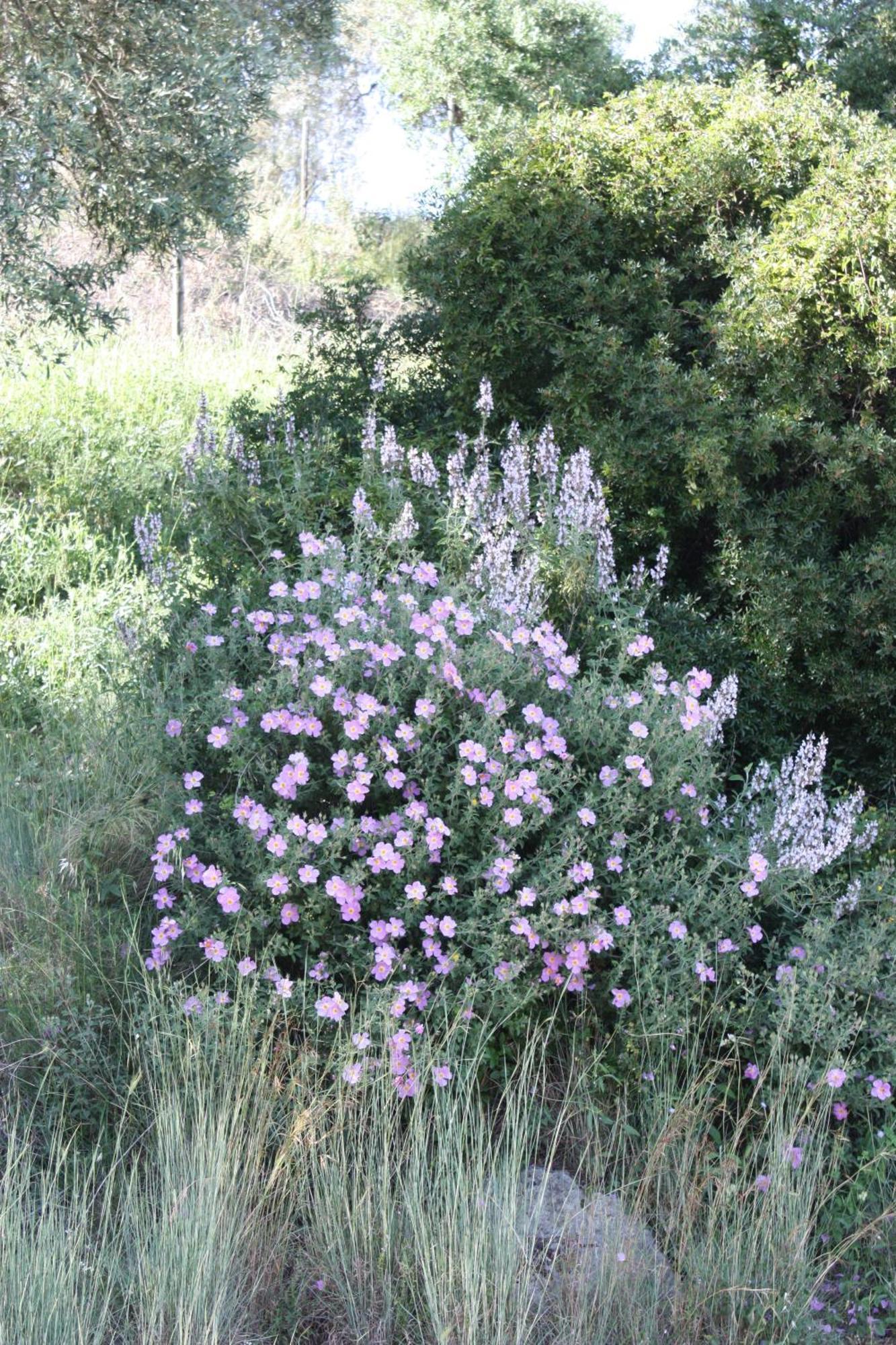 Azienda Agrituristica Biologica Il Querceto Santa Severina ภายนอก รูปภาพ