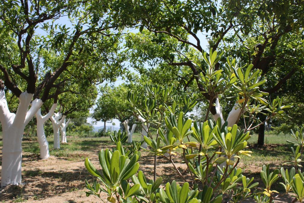 Azienda Agrituristica Biologica Il Querceto Santa Severina ภายนอก รูปภาพ