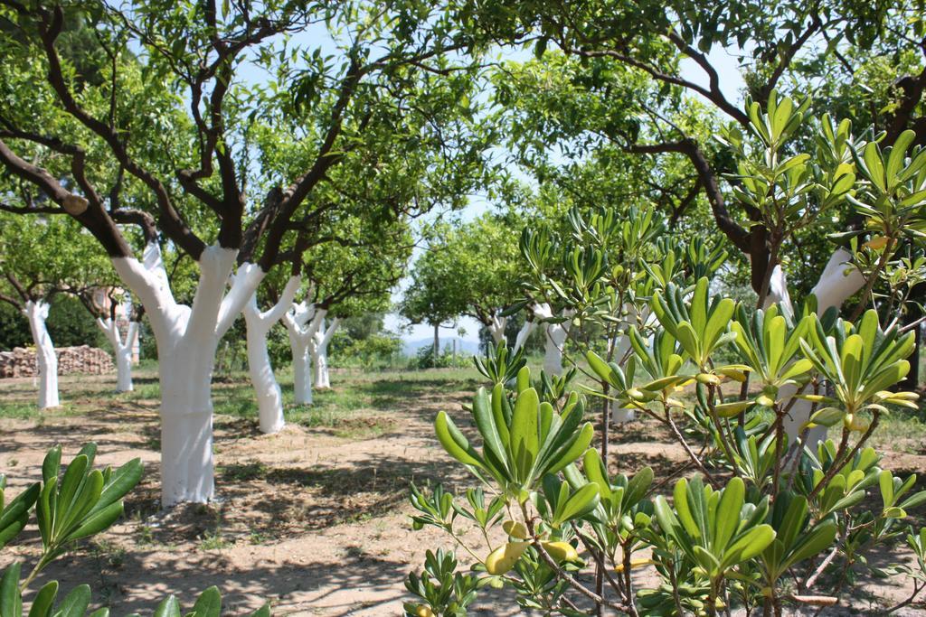 Azienda Agrituristica Biologica Il Querceto Santa Severina ภายนอก รูปภาพ