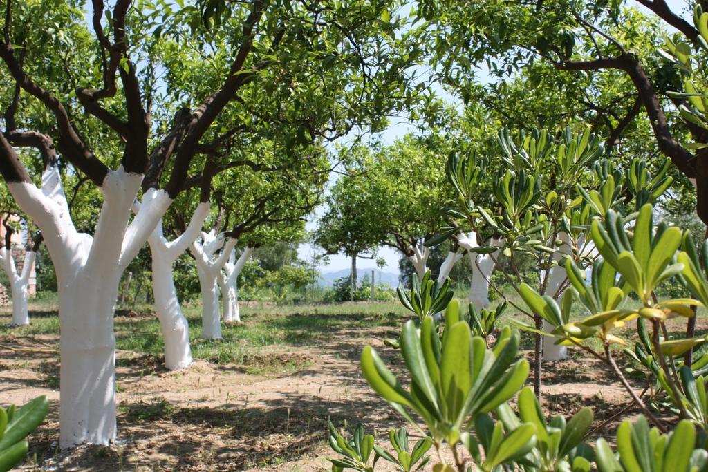 Azienda Agrituristica Biologica Il Querceto Santa Severina ภายนอก รูปภาพ